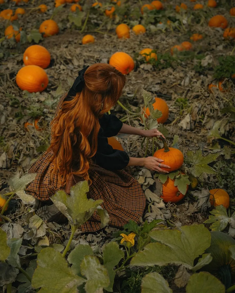 Fall pumpkin picking outfit: dark dress picking pumpkins among the vines