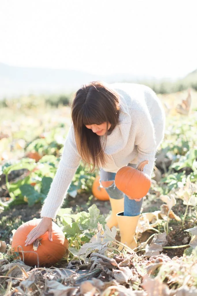 Pumpkin patch outfit: white sweater with jeans picking a pumpkin from the vine