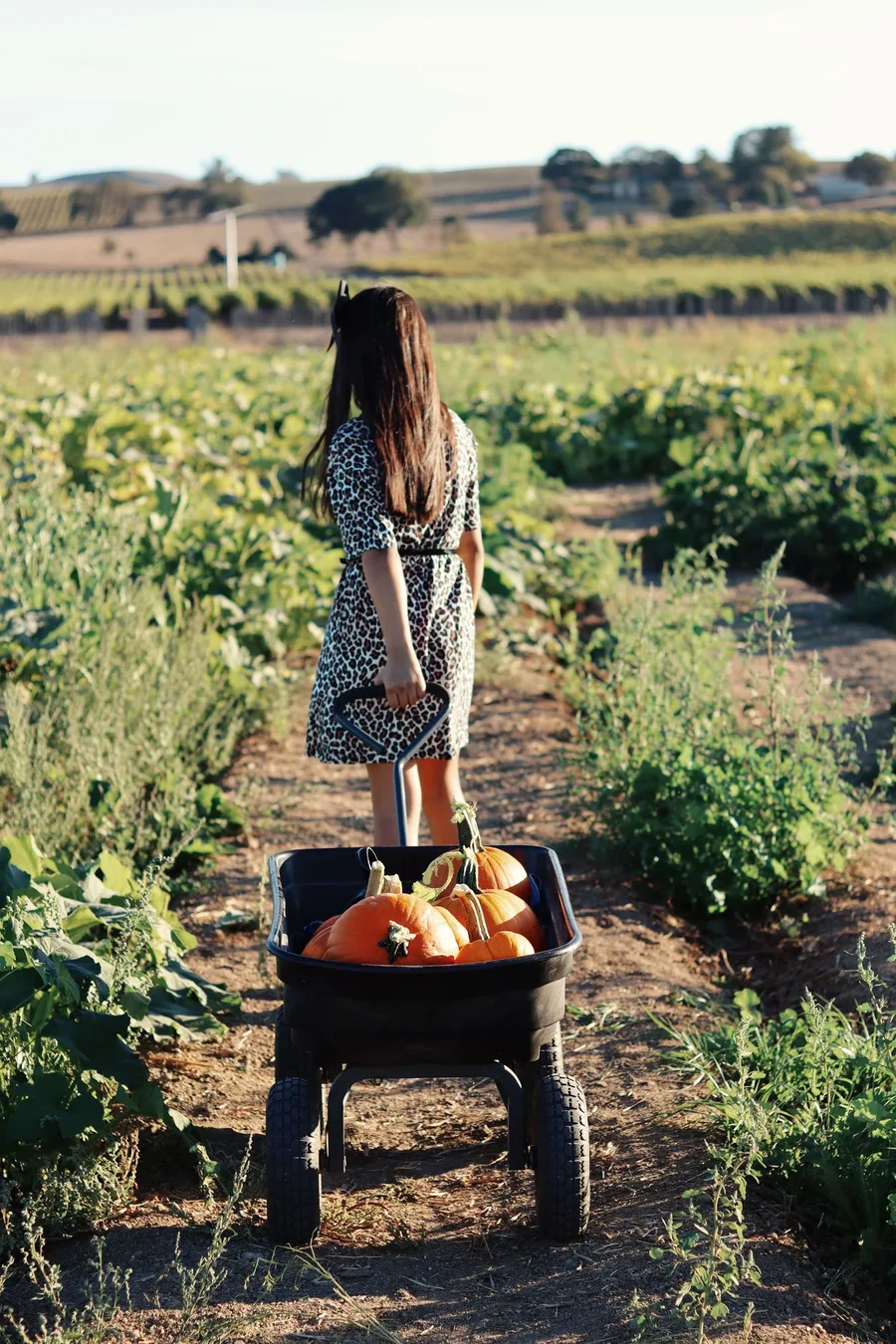 Pumpkin patch outfit: floral dress pulling a wagon seen from behind
